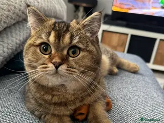 British Shorthair cats Pedigree GCCF Registered British Shorthair - Advert 1