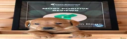 Labrador Retriever dogs for sale: 1 BEAUTIFUL FOX RED KC GIRL, HEALTH TESTED PARENTS - Advert 4