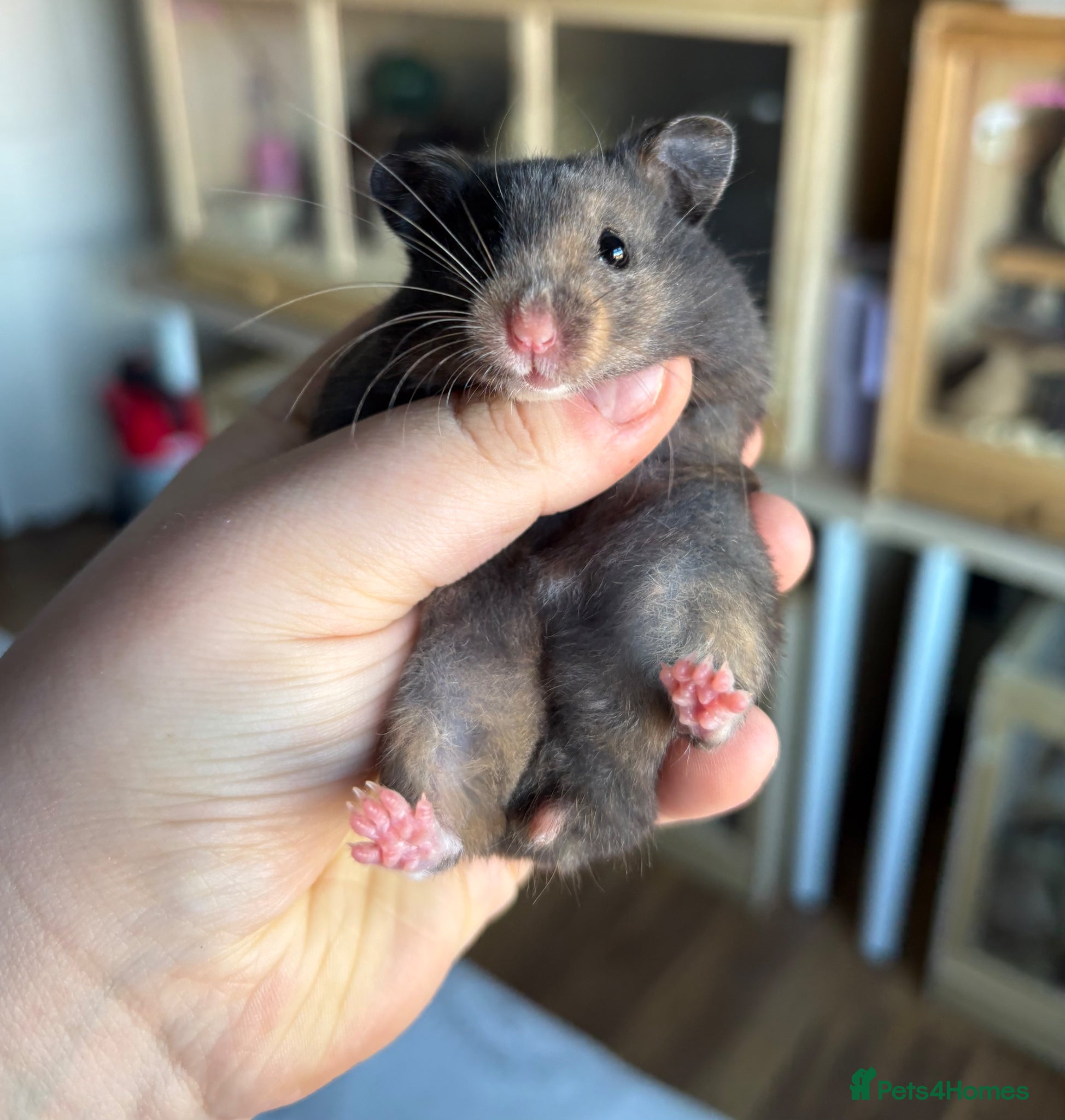 Hamster rodents Pedigree Syrian hamster pups - Advert 3