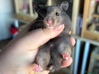 Hamster rodents Pedigree Syrian hamster pups - Advert 3