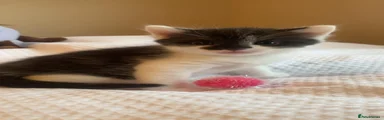 Mixed Breed 2