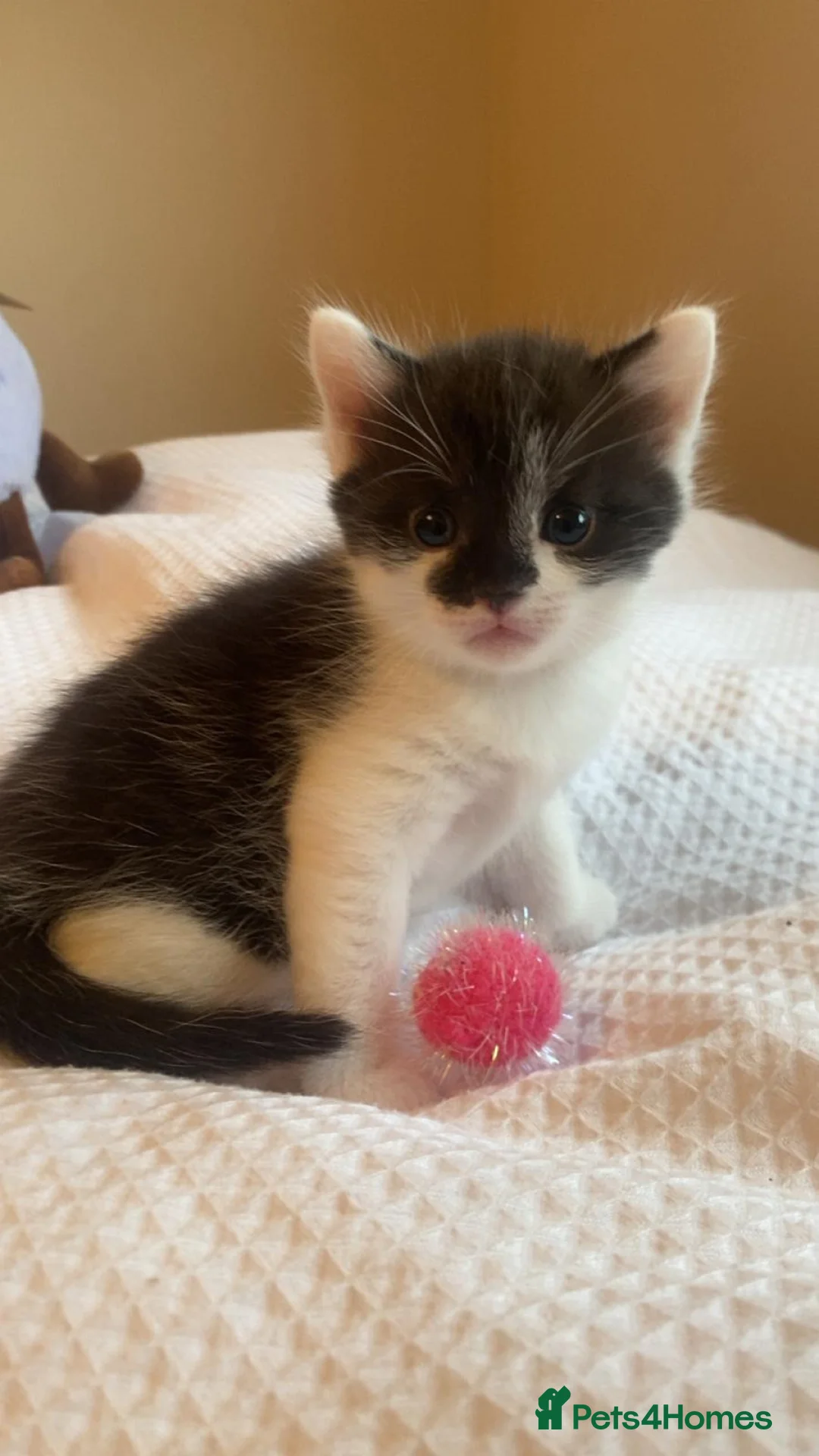 Mixed Breed cats for sale: Kittens in Motherwell - Advert 2