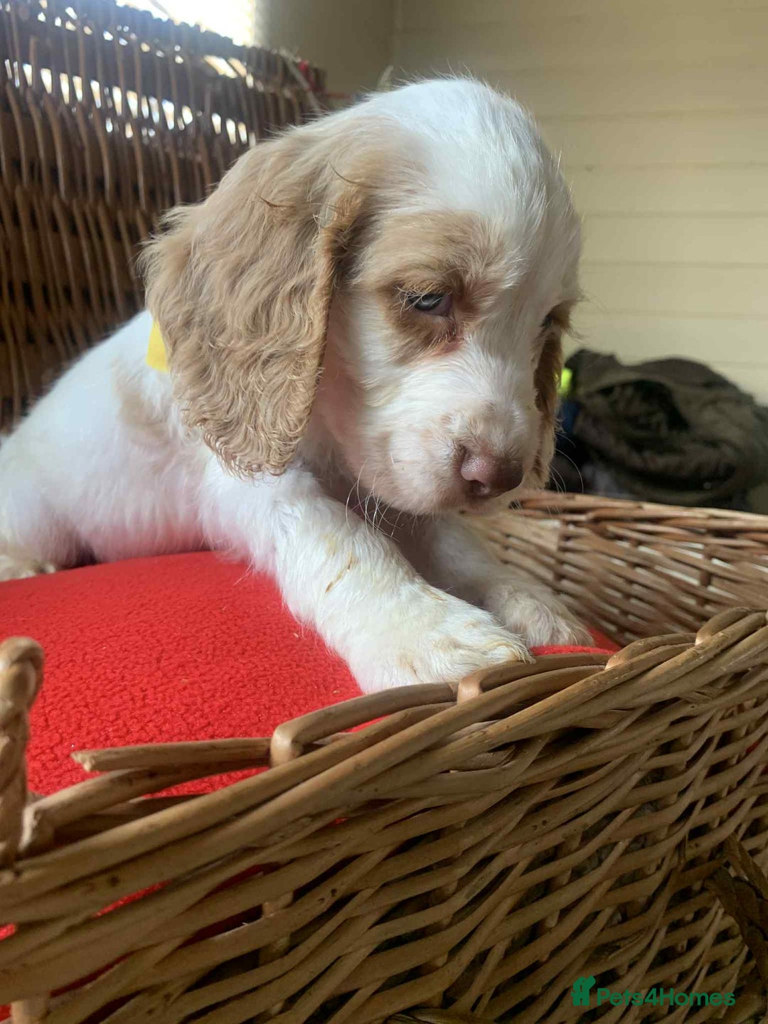 Cocker Spaniel dogs for sale: Beautiful cocker spaniel pups - Advert 6