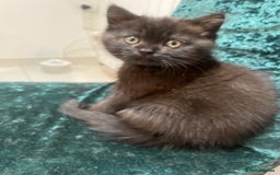 British Shorthair cats for sale: British shorthair chocolate brown mocha kitten - Advert 8