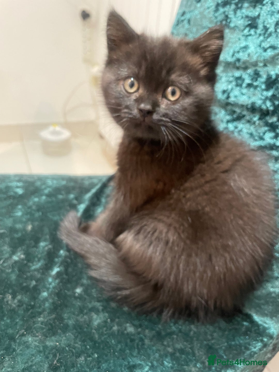 British Shorthair cats for sale: British shorthair chocolate brown mocha kitten - Advert 8