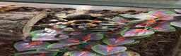 Tarantulas invertebrates for sale: Tarantulas for sale in Warrington - Advert 6