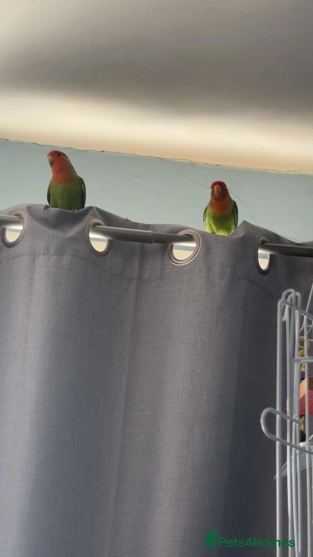 Lovebirds birds for sale: 2 male lovebirds - Advert 5