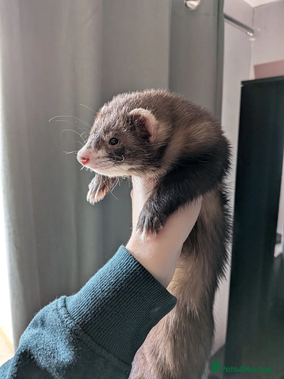Ferret rodents for sale: Ruben. Mostly vaccinated, Semi angora  in Belper - Advert 2