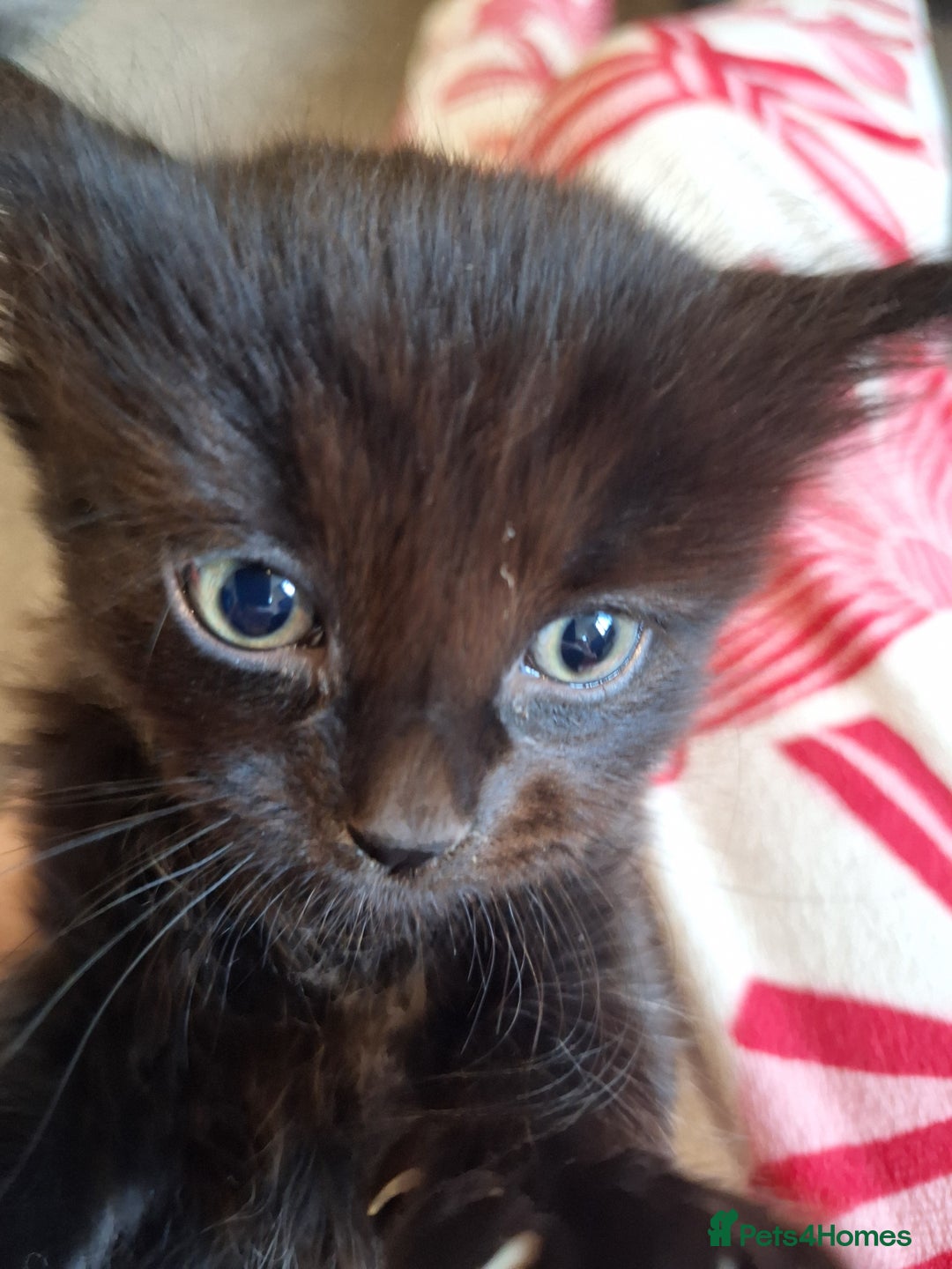 Mixed Breed cats for sale: Mix breed kittens, 1/4 ragdoll  - Advert 5