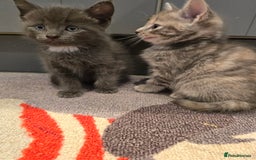 Mixed Breed cats for sale: 5 beautiful kittens looking for their forever home - Image 16