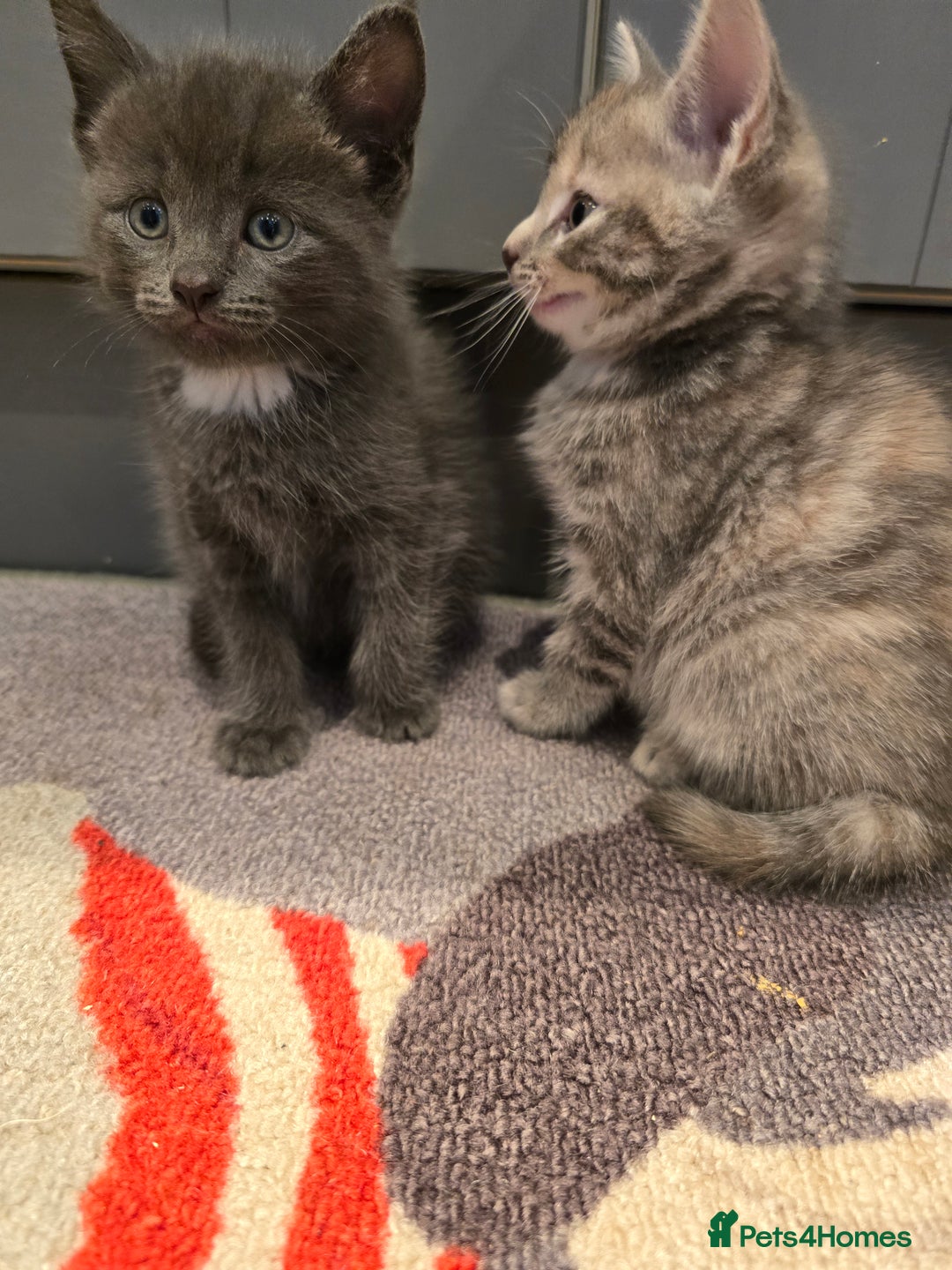 Mixed Breed cats for sale: 5 beautiful kittens looking for their forever home - Image 16