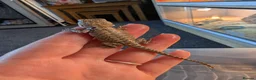 Bearded Dragon reptiles for sale: Baby Bearded Dragons  - Advert 6