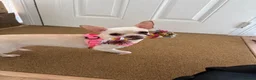 Chihuahua dogs for sale: Chihuahua for sale  - Advert 4