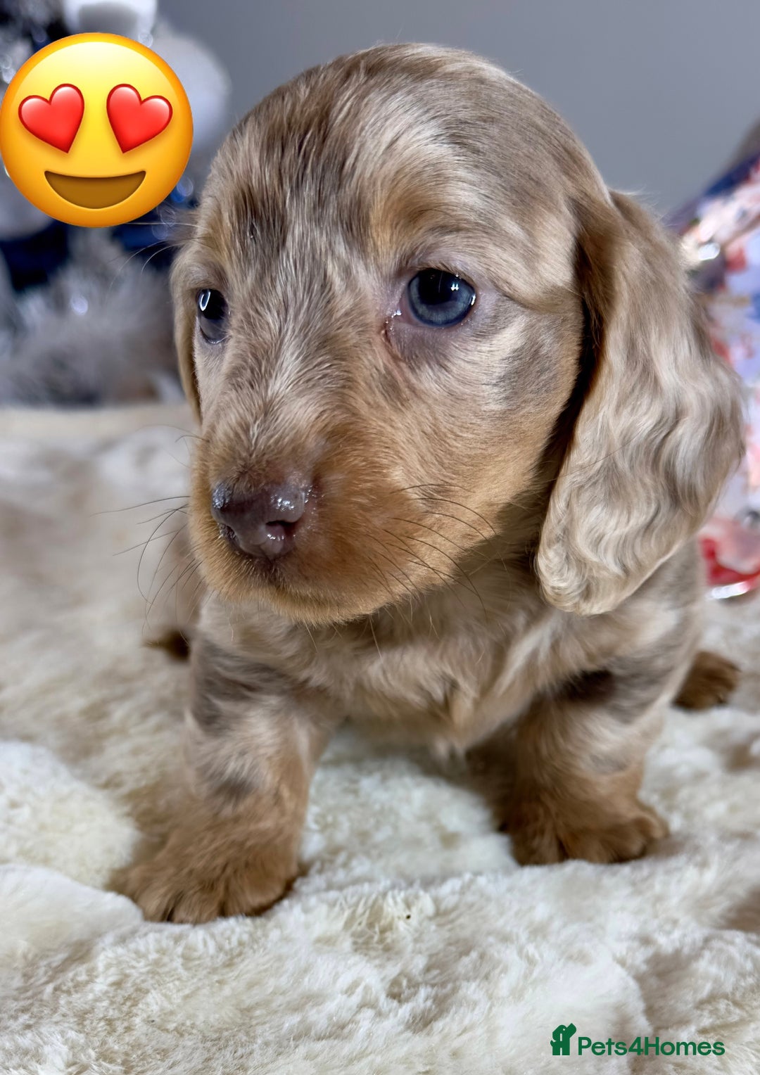 Miniature Dachshund dogs for sale: Dachshund miniature long hair - Advert 4