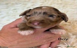 Cockapoo dogs for sale: beautiful merle cockapoo pups, ready 19th August - Image 14