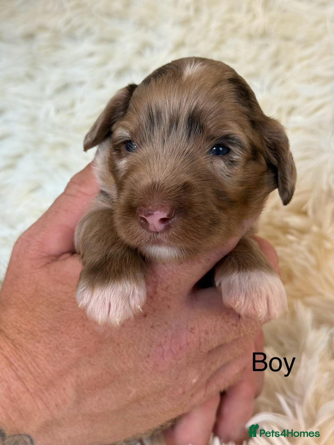 Cockapoo dogs for sale: beautiful merle cockapoo pups, ready 19th August - Image 14