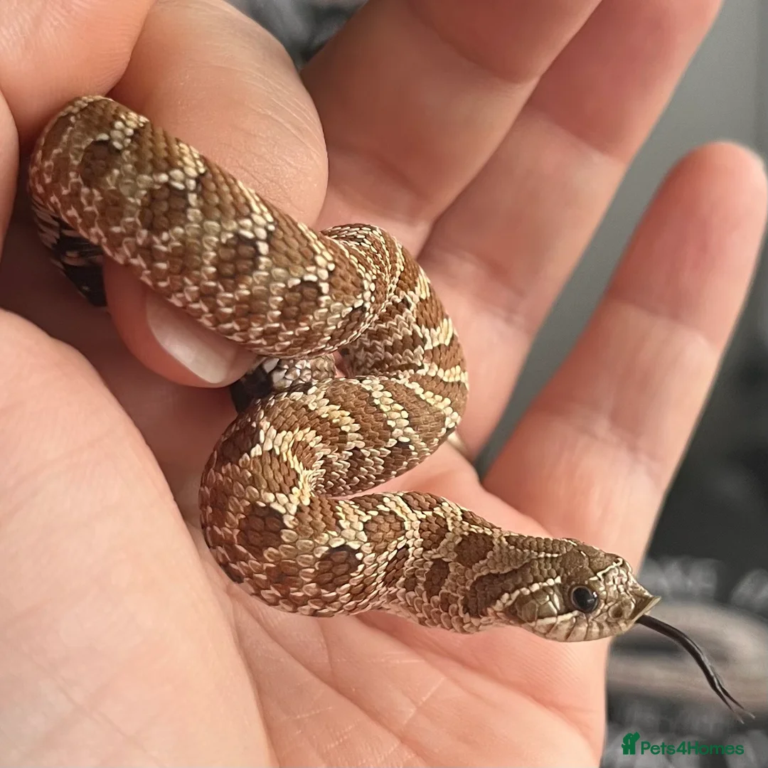 Snake reptiles for sale: Various 2024/2025 Western Hognoses - Advert 2