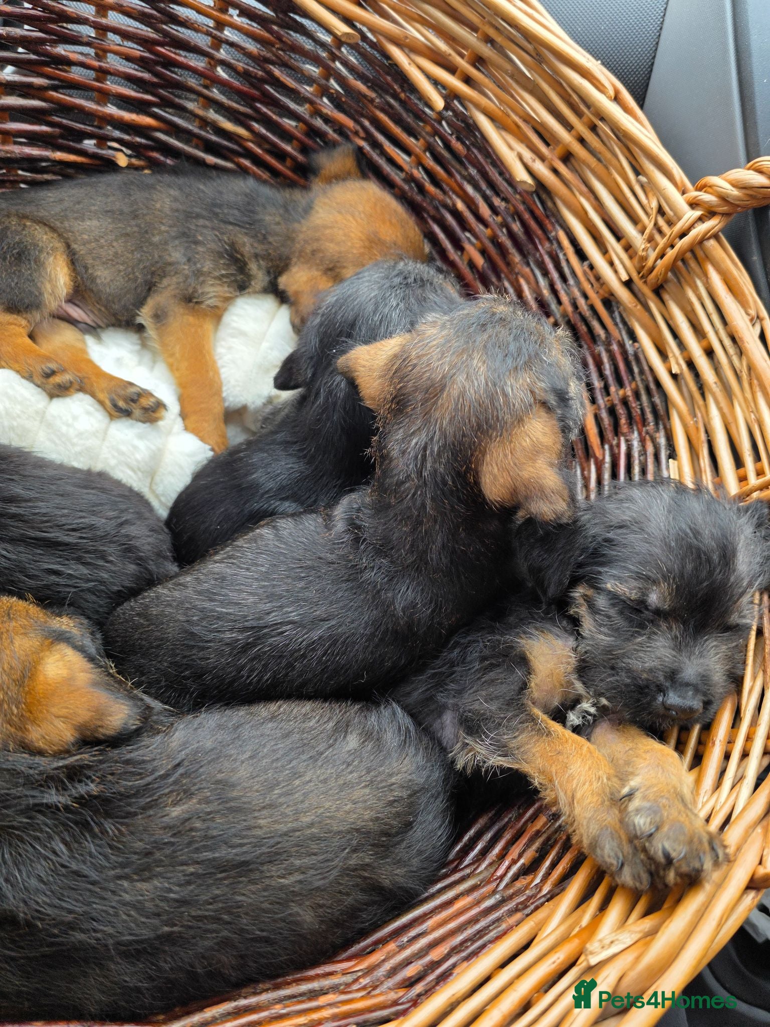 Border Terrier dogs Cracking litter of 8 boarder terrier  - Advert 12