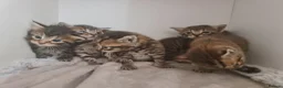 Mixed Breed cats for sale: 5 kittens for sale  - Advert 15