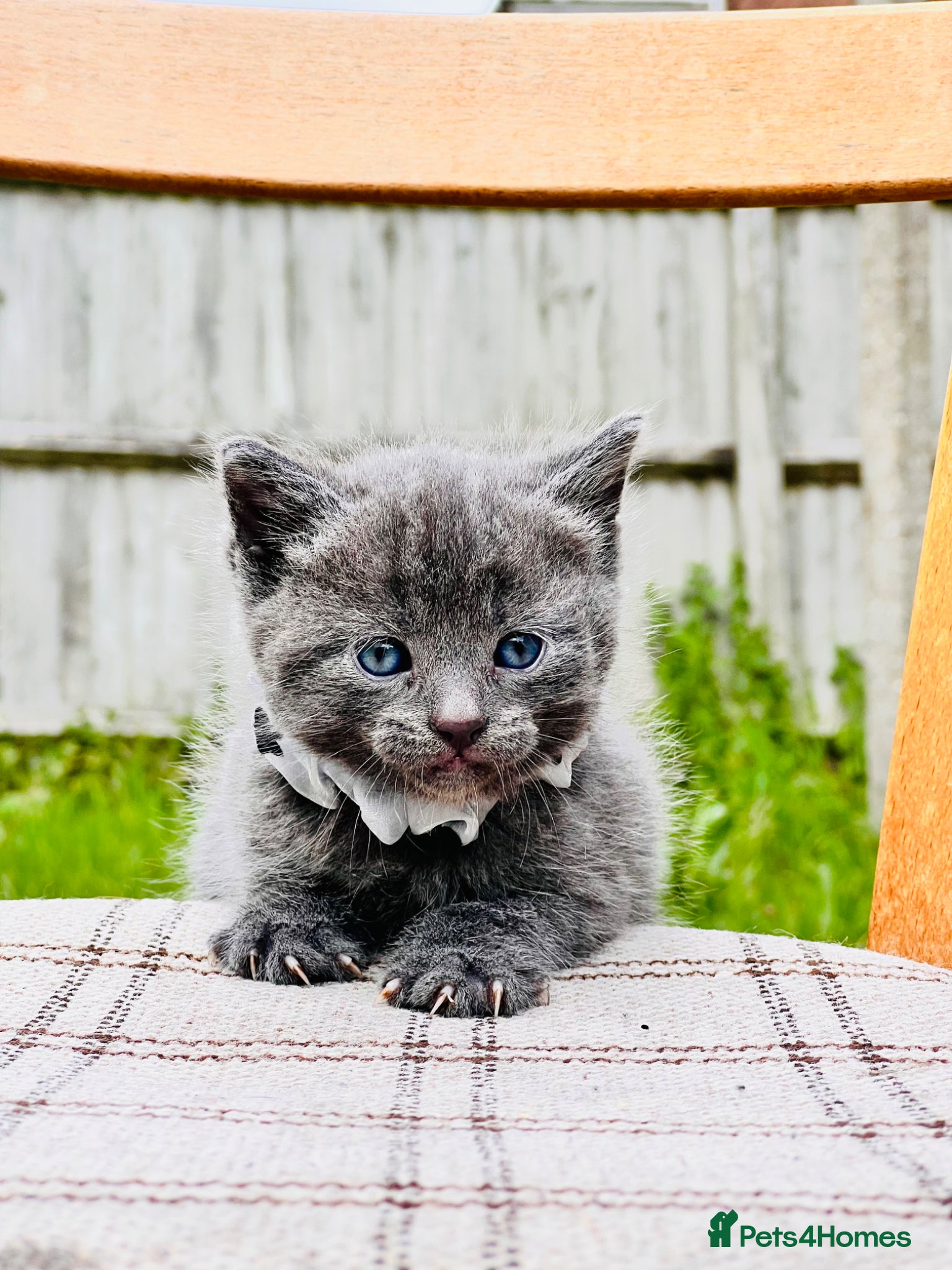 Mixed Breed cats British Shorthair Dad & Tabby Mom Kittens for Sale - Advert 6