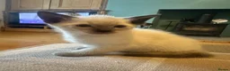 Siamese cats for sale: Siamese Kittens  in Bradford - Advert 2