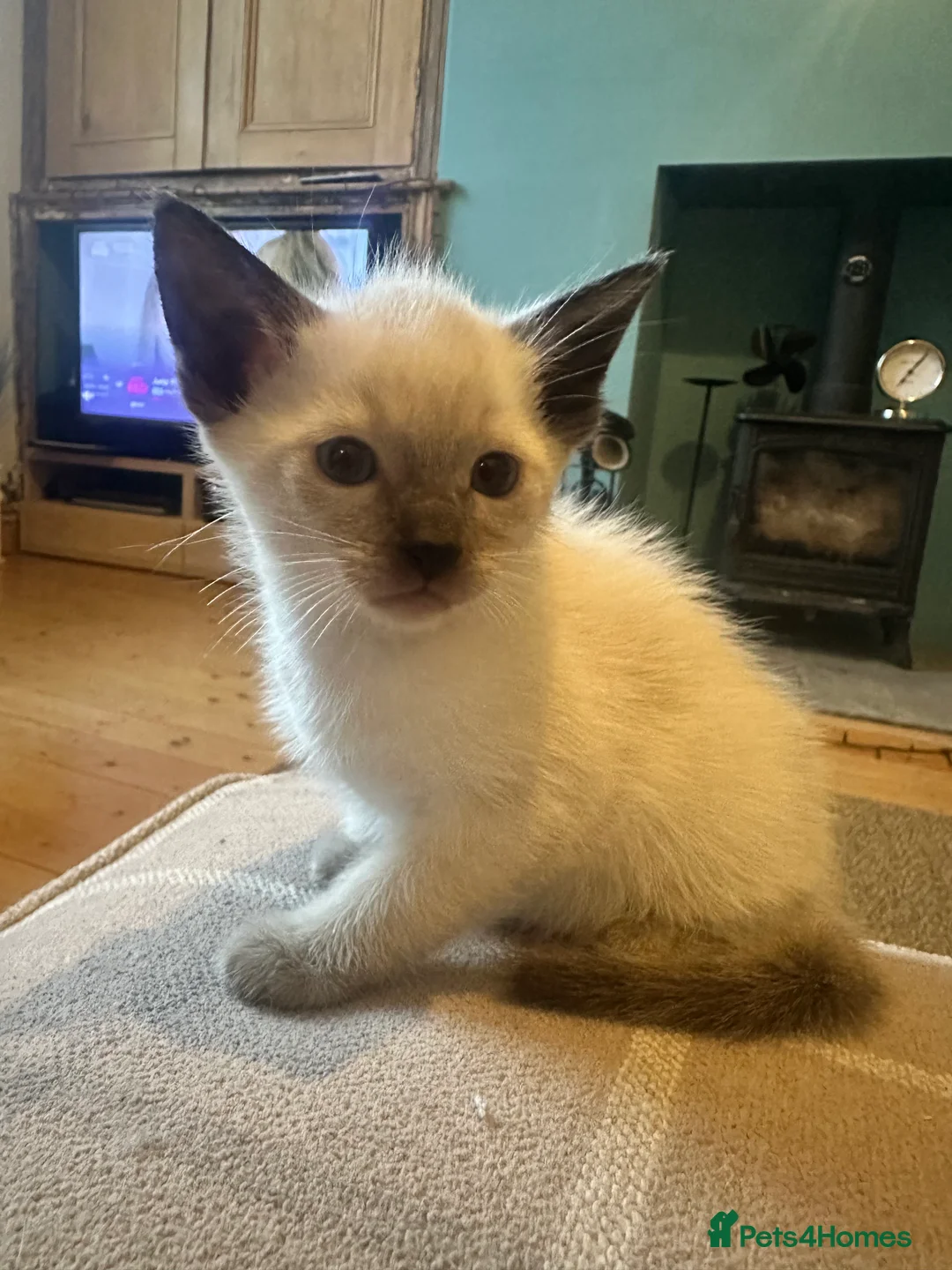 Siamese cats for sale: Siamese Kittens  in Bradford - Advert 2