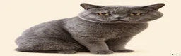 British Shorthair cats for sale: Beautiful British blue females in Lutterworth - Advert 3