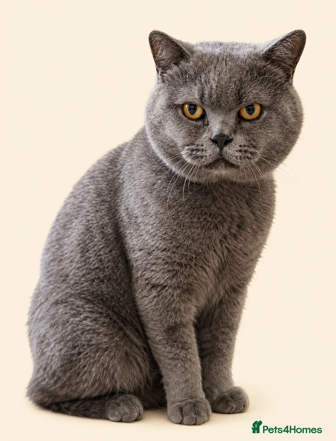 British Shorthair cats for sale: Beautiful British blue females in Lutterworth - Advert 3