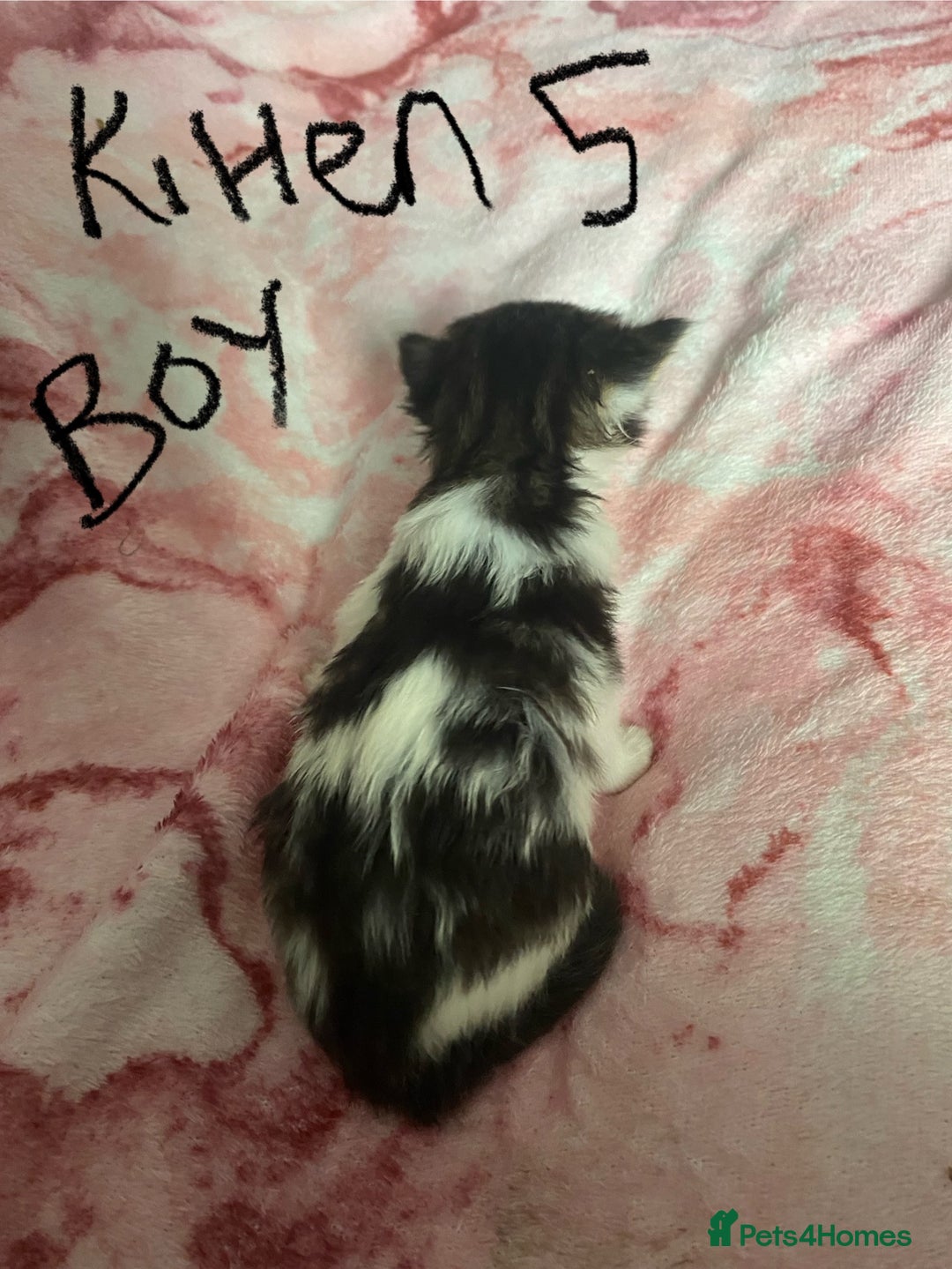 Maine Coon cats for sale: MI have 6 BEAUTIFUL kittens for sale🩷 - Image 11
