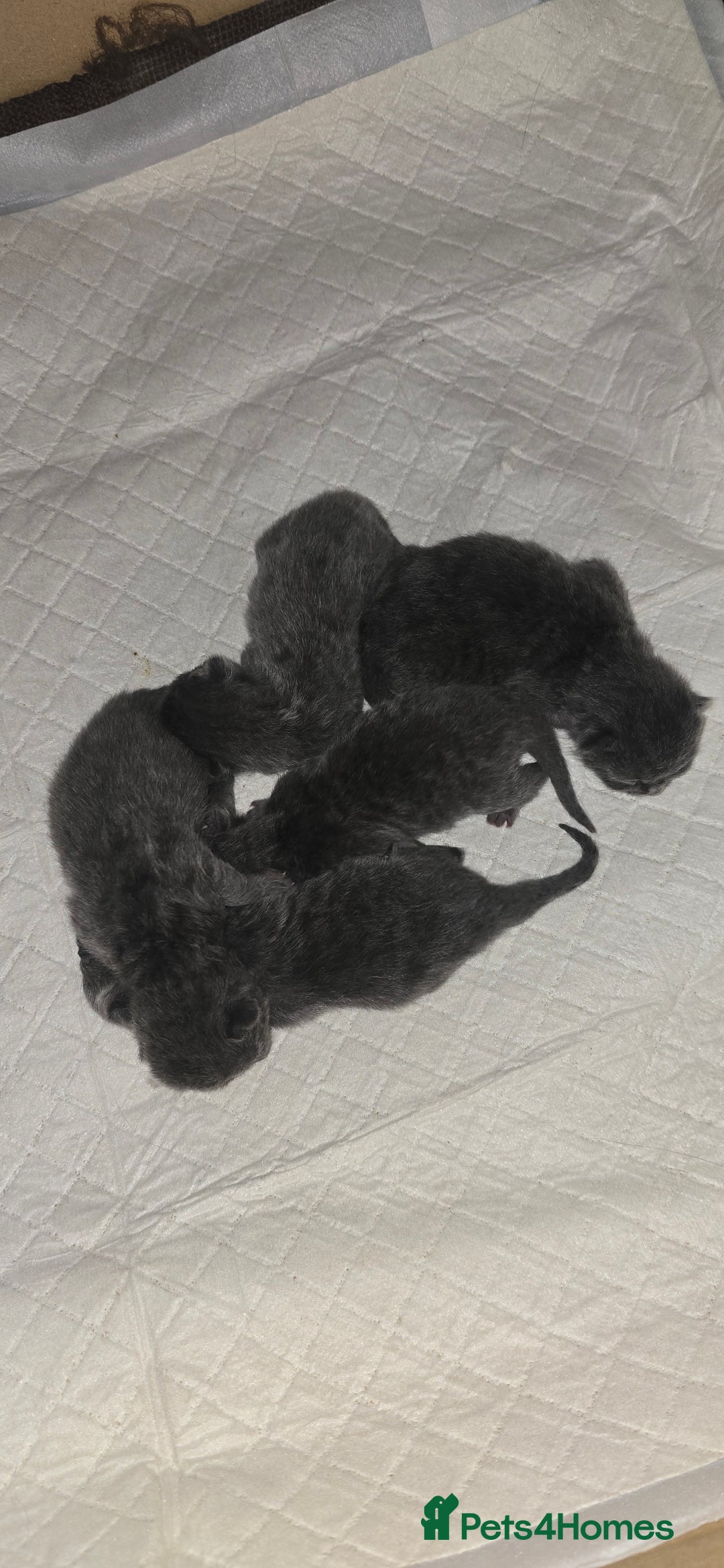 British Shorthair cats for sale: Adorable British Shorthairs. Ready 29/12. - Advert 9