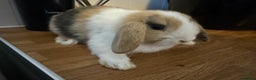 Mini Lop rabbits for sale: Pure mini lops READY TO LEAVE  - Advert 4