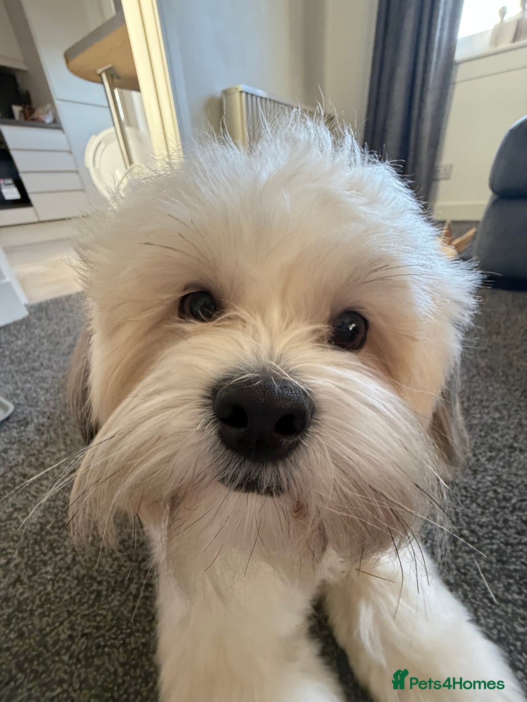 Lhasa Apso dogs for stud: KC Registered Lhasa Apso Stud - Advert 8
