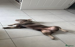 French Bulldog dogs for sale: Isabella & Tan fluffy French bulldoy - Image 11