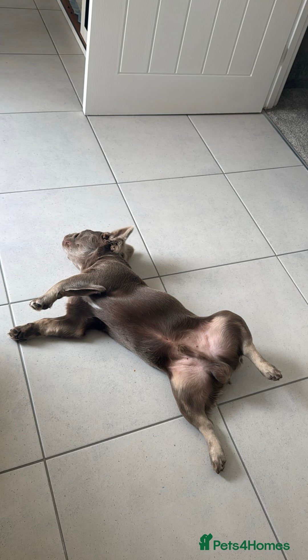 French Bulldog dogs for sale: Isabella & Tan fluffy French bulldoy - Image 11