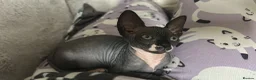 Sphynx cats for sale: 💙🩷 gorgeous sphynx baby’s 🩷💙 1 girl back up  - Advert 2