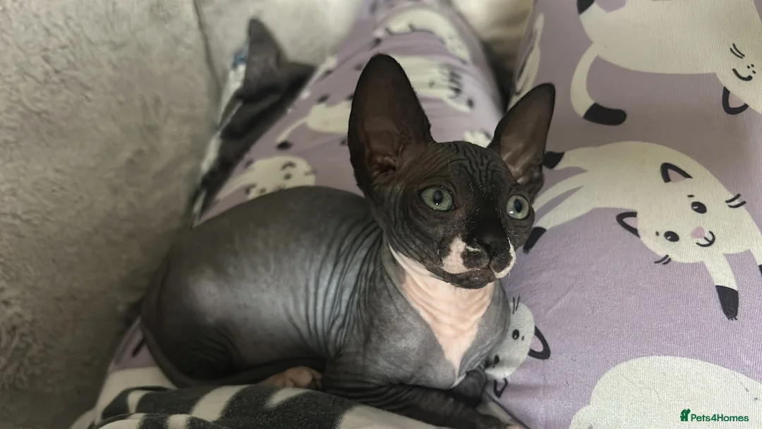 Sphynx cats for sale: 💙🩷 gorgeous sphynx baby’s 🩷💙 1 girl back up  - Advert 2