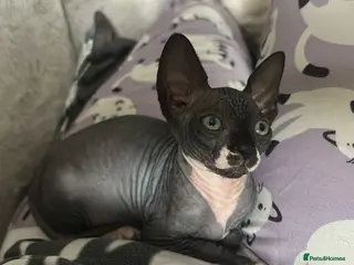 Sphynx cats 💙🩷 gorgeous sphynx baby’s 🩷💙 1 girl back up - Advert 1