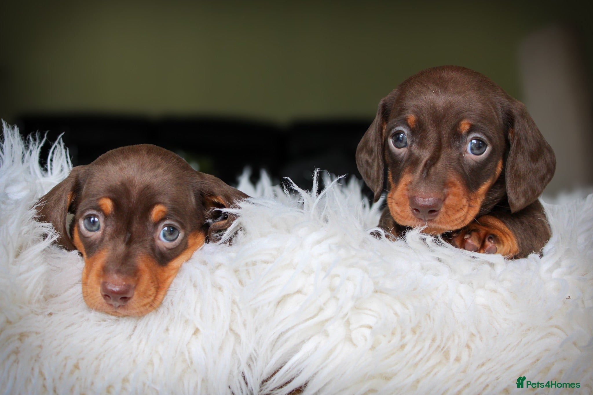Miniature Dachshund dogs Outstanding Miniature Dachshund Pups - Advert 2