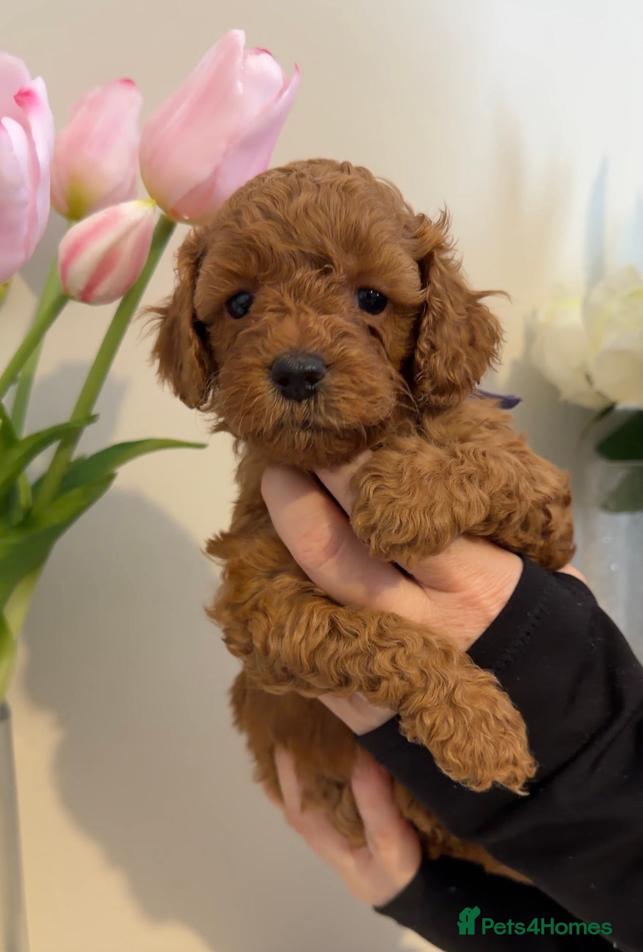 Cavapoo dogs DNA Tested parents - F2 cavapoo puppies  - Advert 1