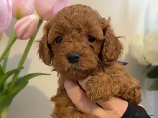 Cavapoo dogs for sale: Health tested F2 cavapoo pups -DNA tested parents - Advert 1