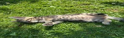 Mixed Breed cats for sale: Mum and 3 kittens for sale to good homes - Advert 4