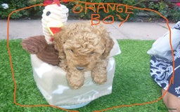 Toy Poodle dogs for sale: Gorgeous Toy Poodles - Image 17