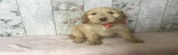 Mixed Breed dogs for sale: Medium to small Mini Doodle pups - Advert 4