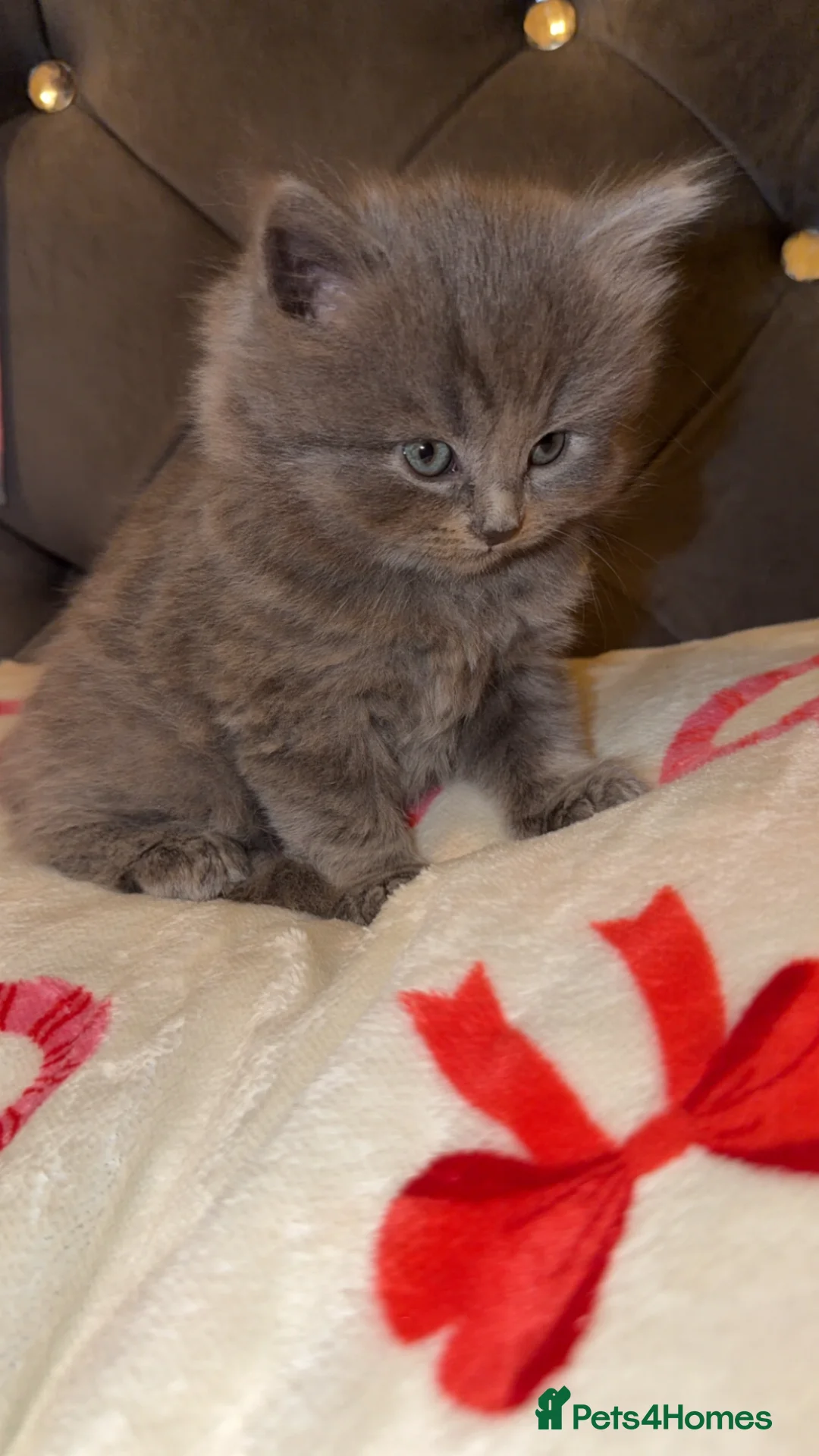 British Shorthair cats for sale: Beautiful British shorthair kittens  - Advert 2
