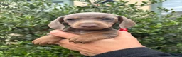 Miniature Dachshund dogs for sale: Stunning KC Miniature Dachshund Litter of 7 in Burnley - Advert 36