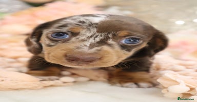 Miniature Dachshund dogs - Advert 2