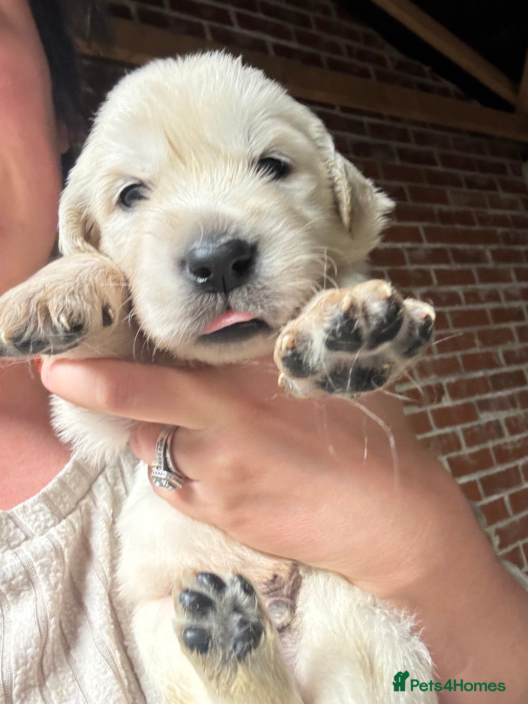 Golden Retriever dogs for sale: Golden retriever puppies - Image 4
