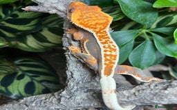 Gecko reptiles for sale: Female crested gecko  - Image 3