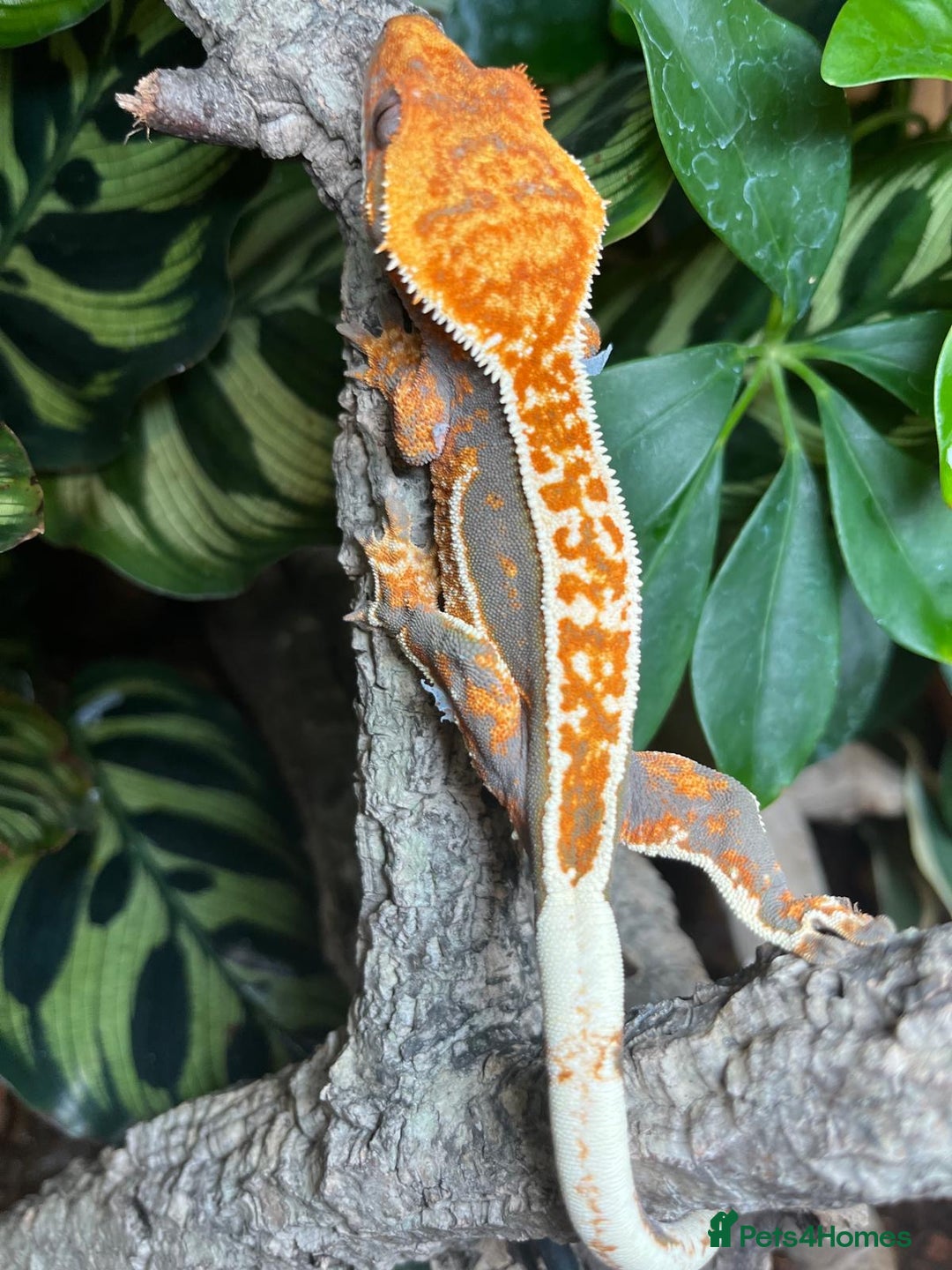 Gecko reptiles for sale: Female crested gecko  - Image 3