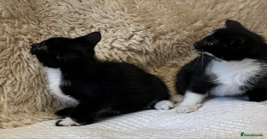 Mixed Breed cats Kittens  - Advert 14